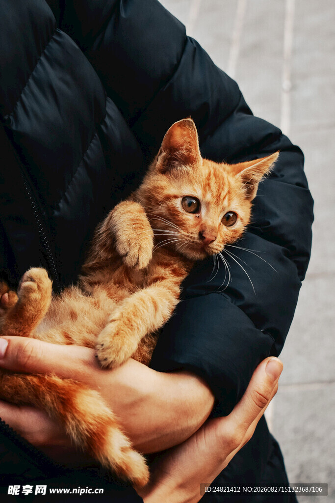 怀中橘猫