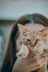 女孩温柔捧起可爱小猫咪
