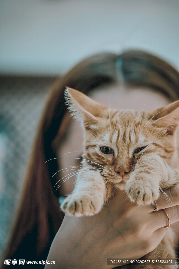 女孩温柔捧起可爱小猫咪