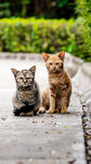 两只可爱小猫户外同框
