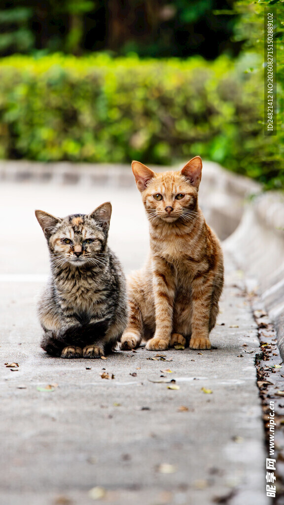 两只可爱小猫户外同框