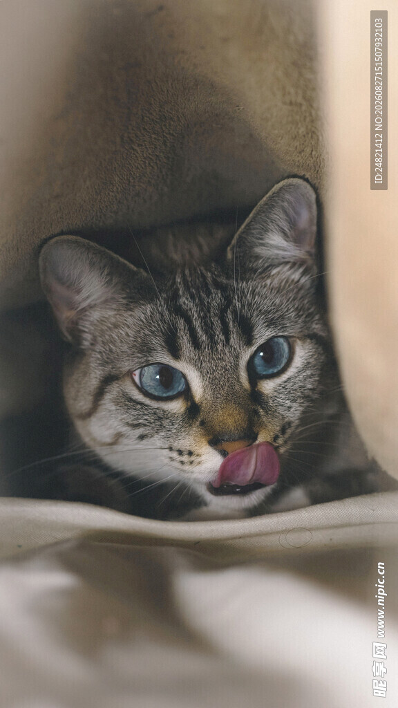 吐舌卖萌小猫超可爱