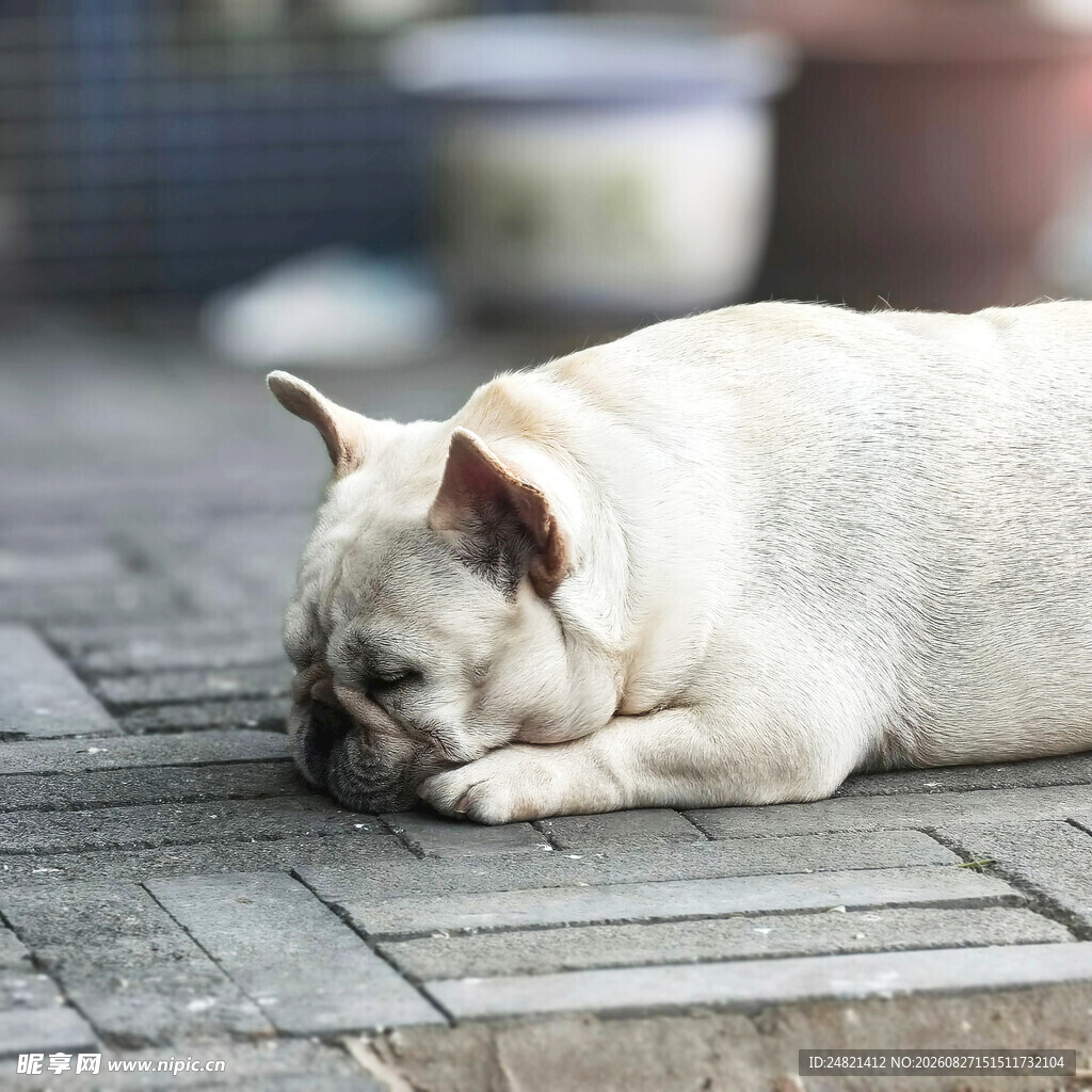 趴着休息的白色法国斗牛犬