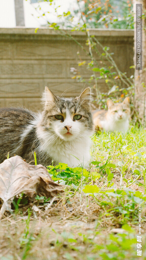 草地上的可爱猫咪