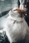 仰头猫咪