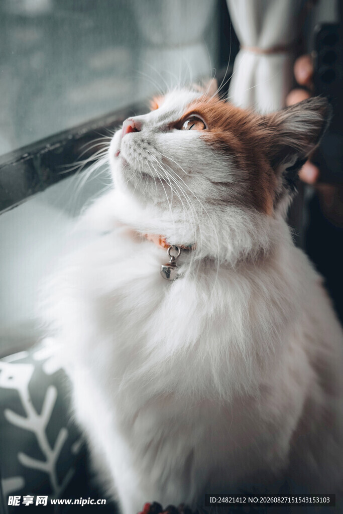 仰头猫咪