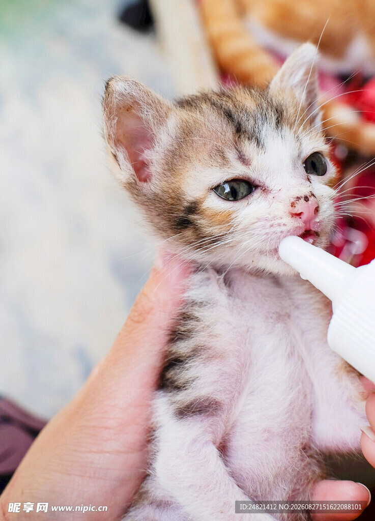 小猫被人用奶瓶喂奶