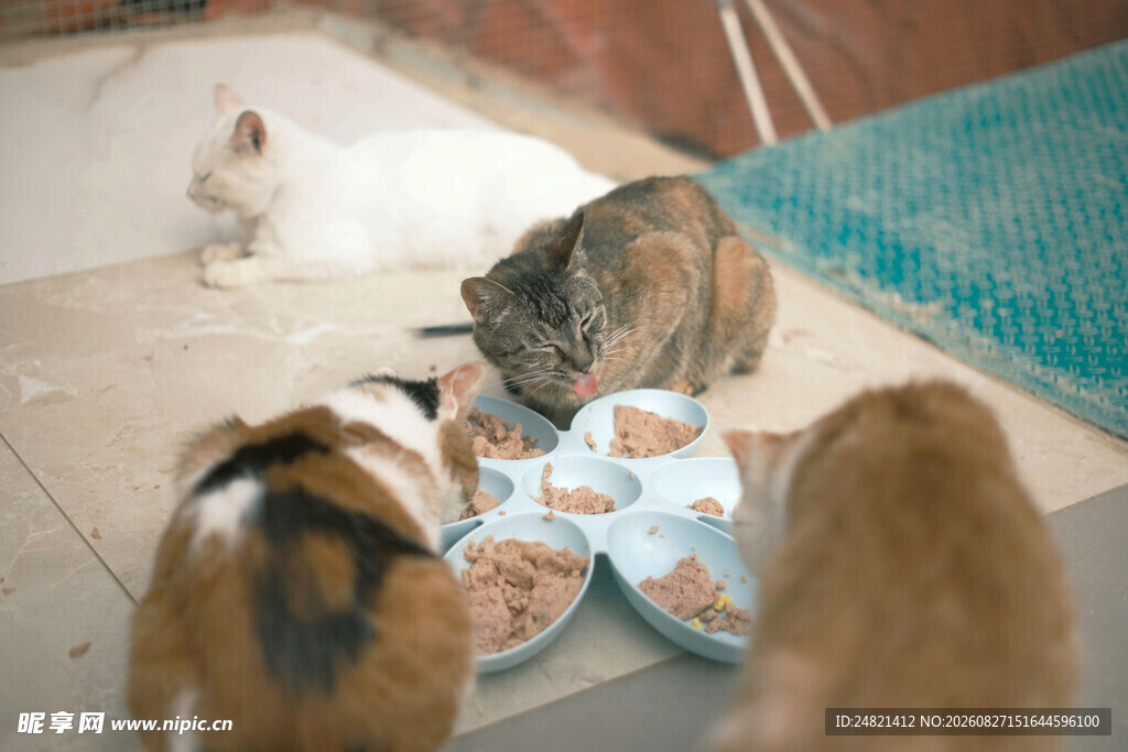 猫咪们围食盘中食物