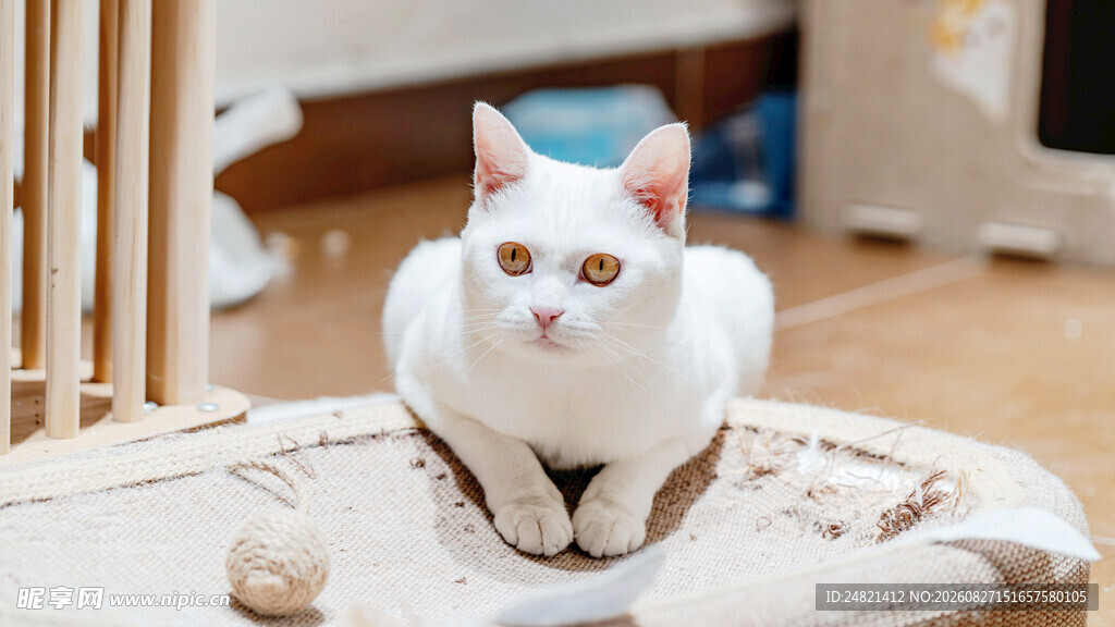 可爱猫咪端坐猫窝