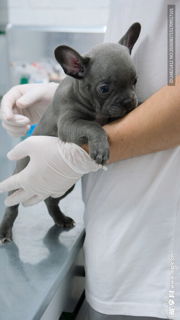 兽医为法斗犬做检查