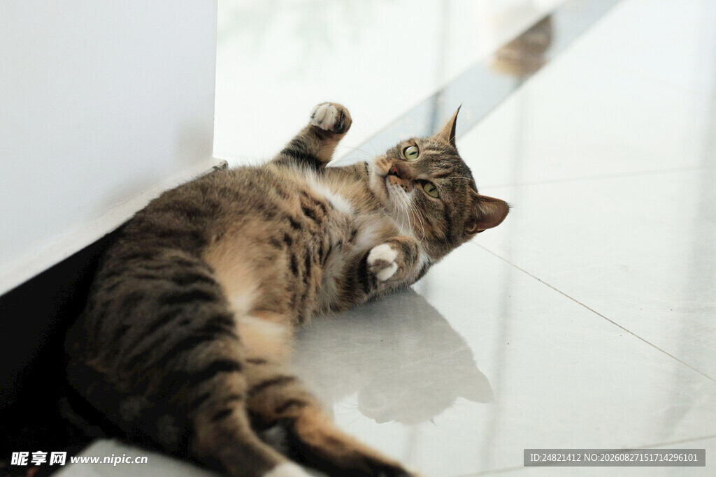 猫咪惬意躺地玩逗猫棒