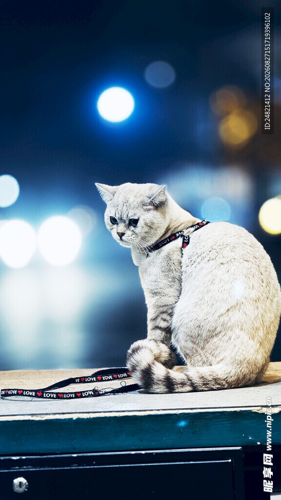 优雅猫咪端坐于台