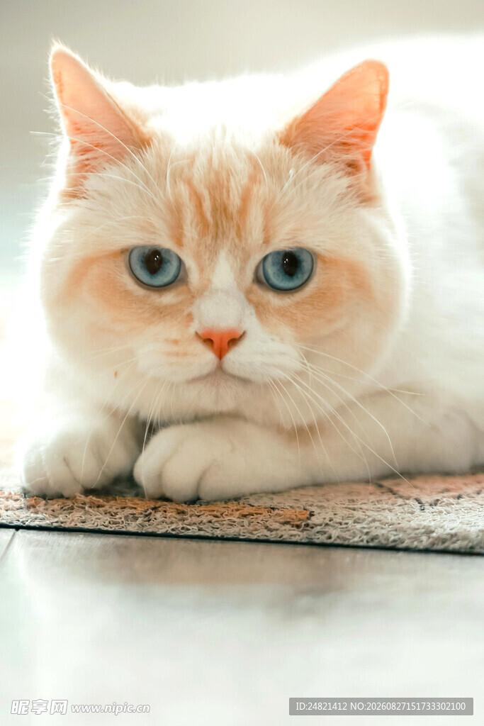 可爱橘猫趴卧姿态展示