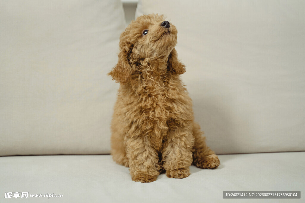 可爱泰迪犬抬头望