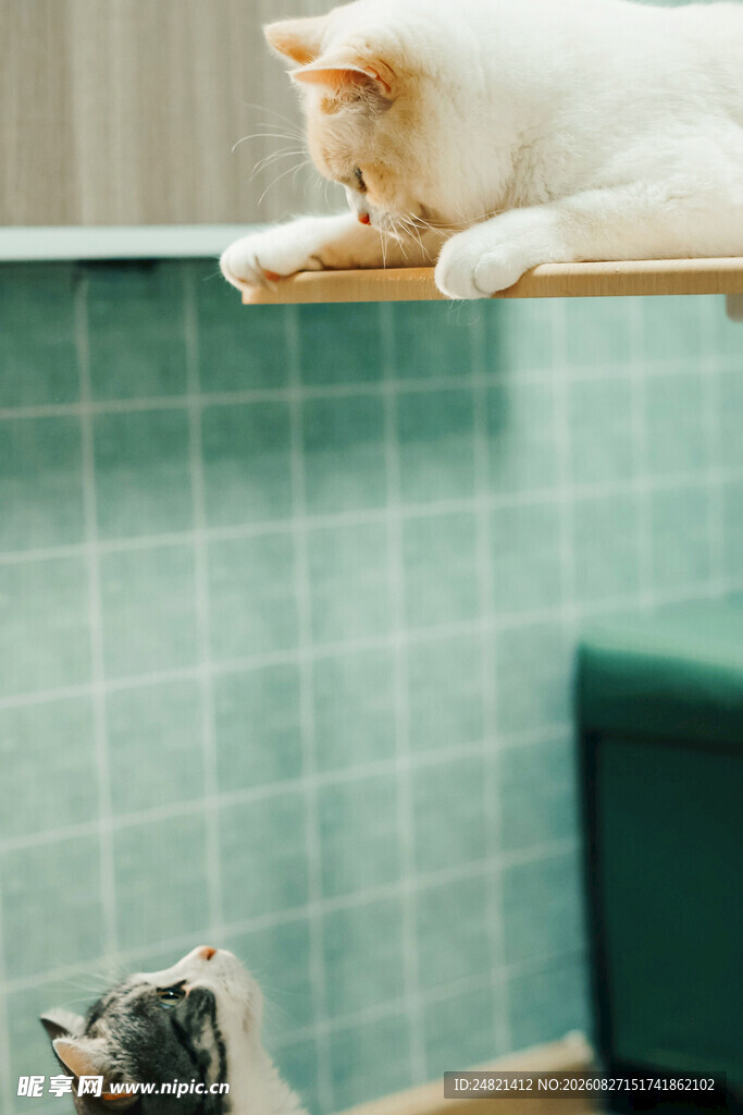 两只猫咪的有趣互动