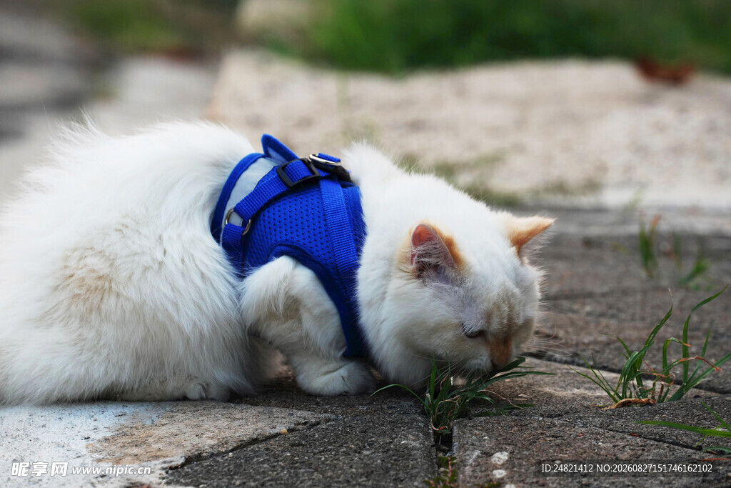 穿蓝背带的猫咪嗅闻小草