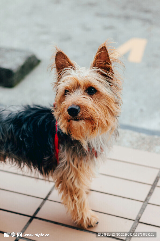 可爱约克夏犬户外站立