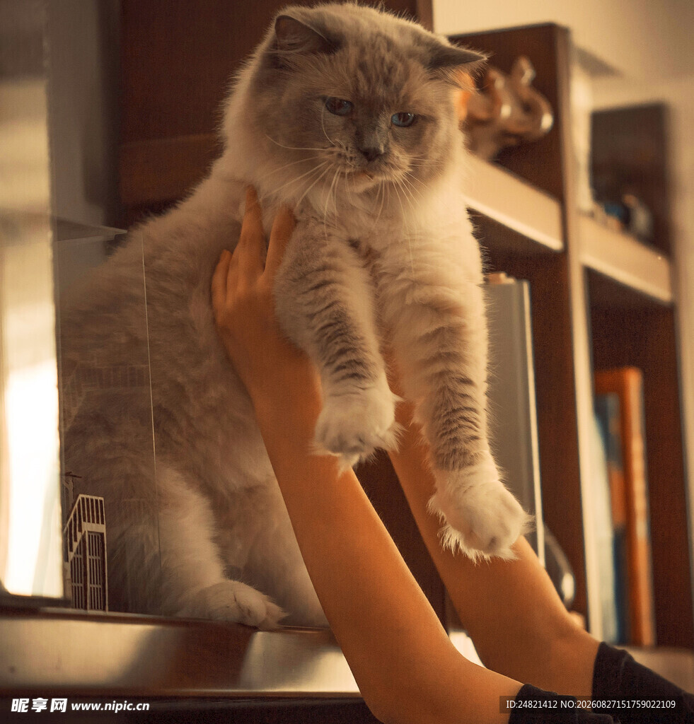 双手托举可爱蓬松大猫咪