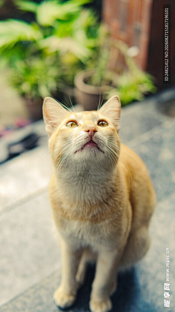 仰头的可爱橘猫