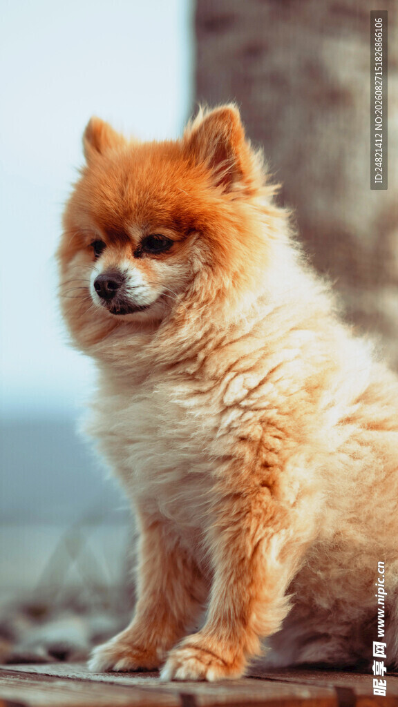 可爱博美犬端坐模样