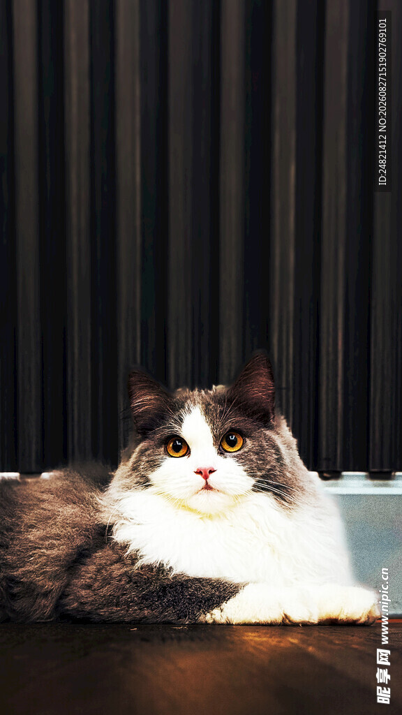 慵懒猫咪趴于深色背景前