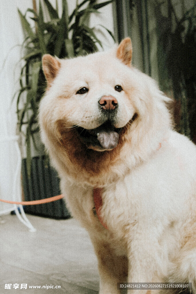 微笑的松狮犬