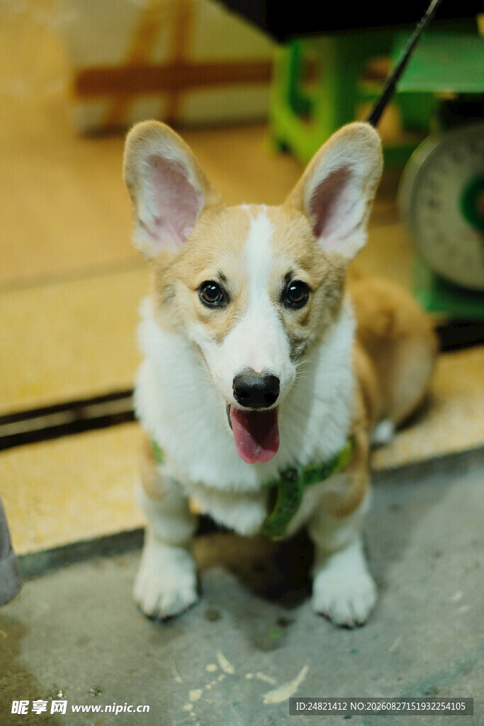 可爱柯基吐舌卖萌