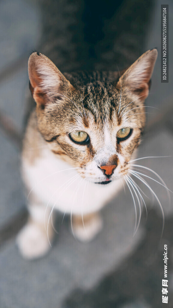 可爱斑纹猫咪特写