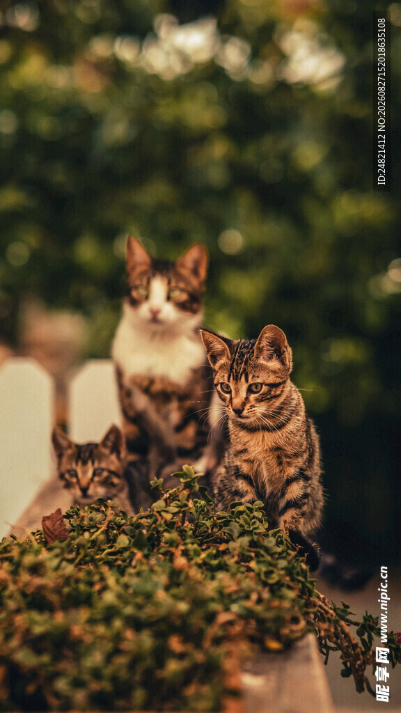 三只猫咪与绿植相伴