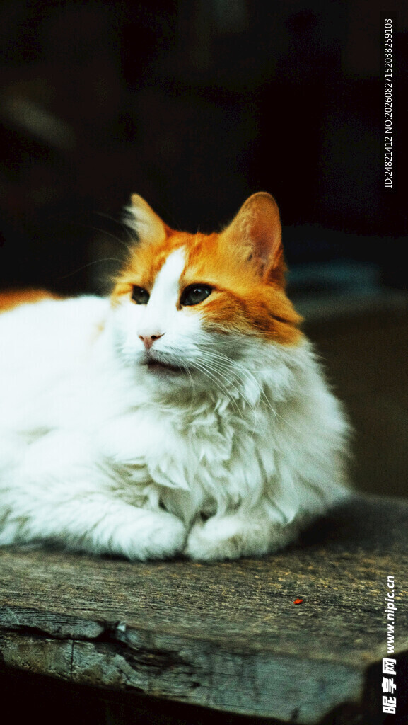 慵懒的白橘猫