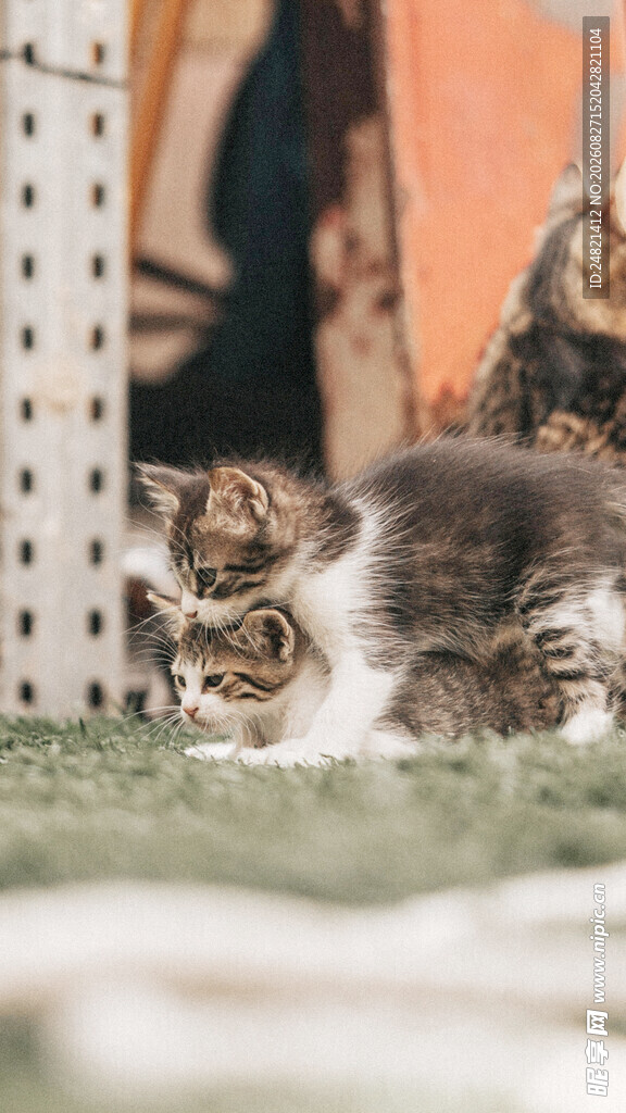 猫咪慵懒趴卧在草地