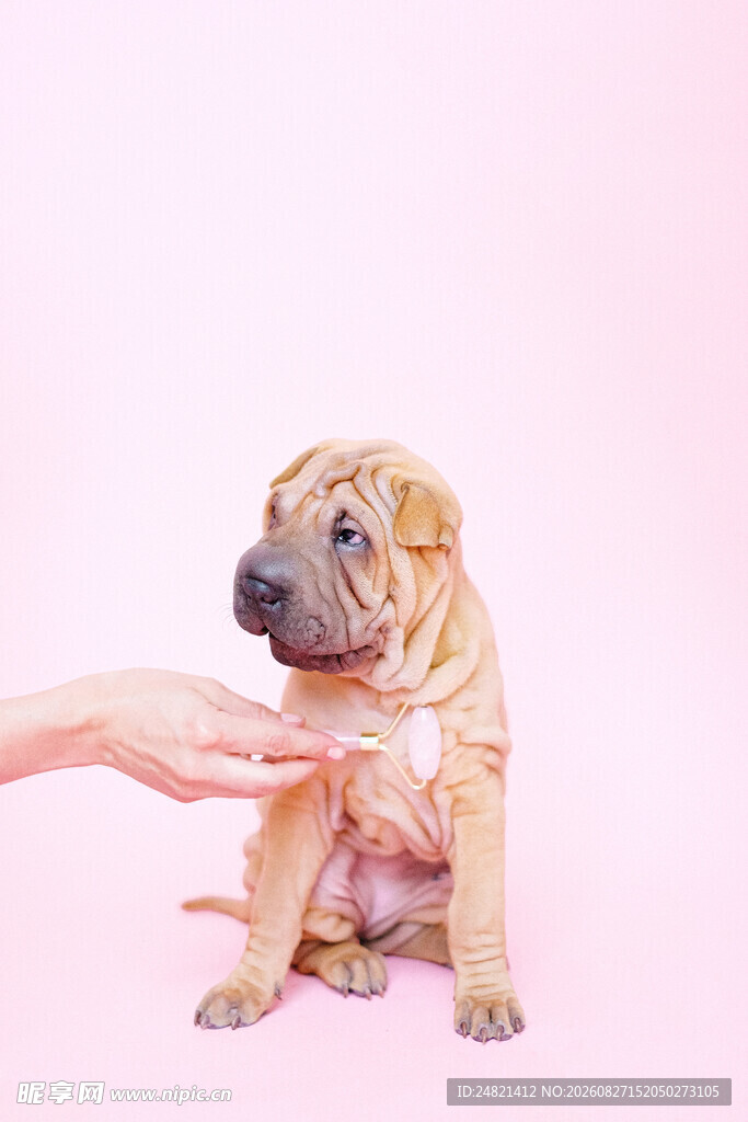抚摸可爱幼犬瞬间