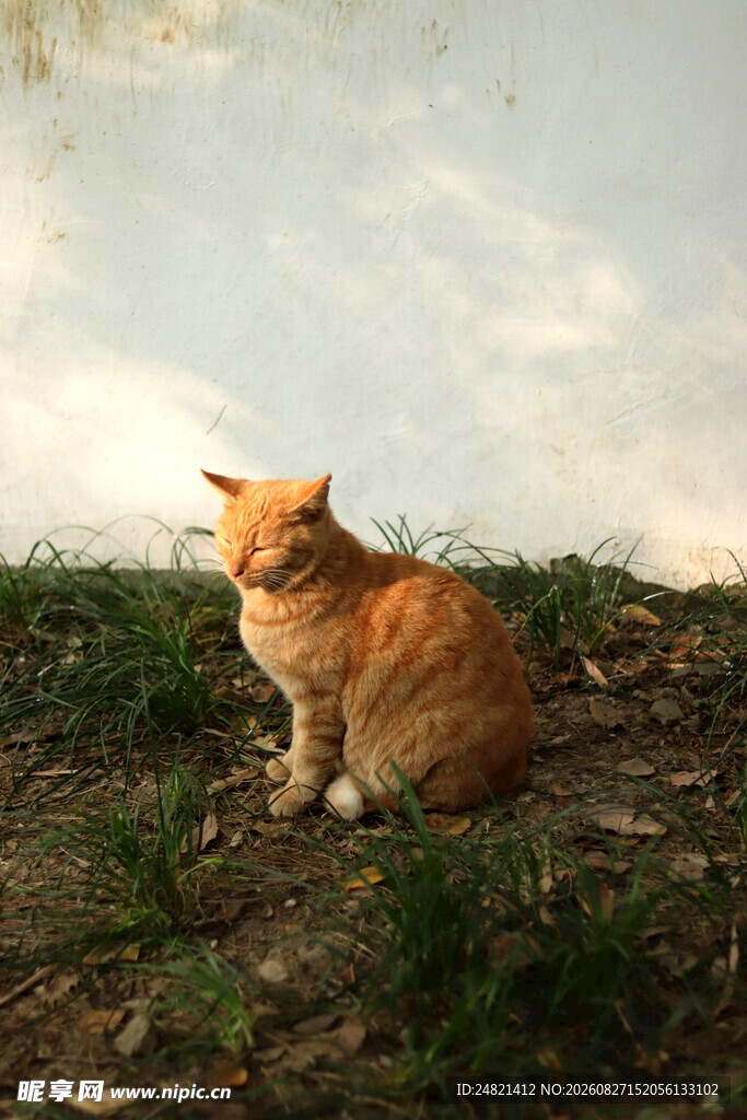 阳光下的橘猫