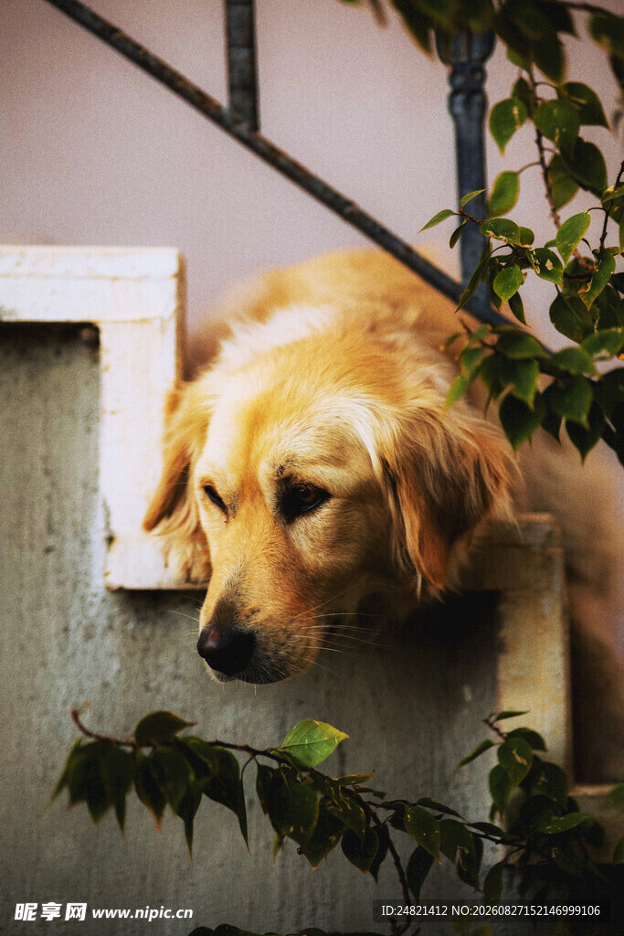 趴在门边张望的金毛犬