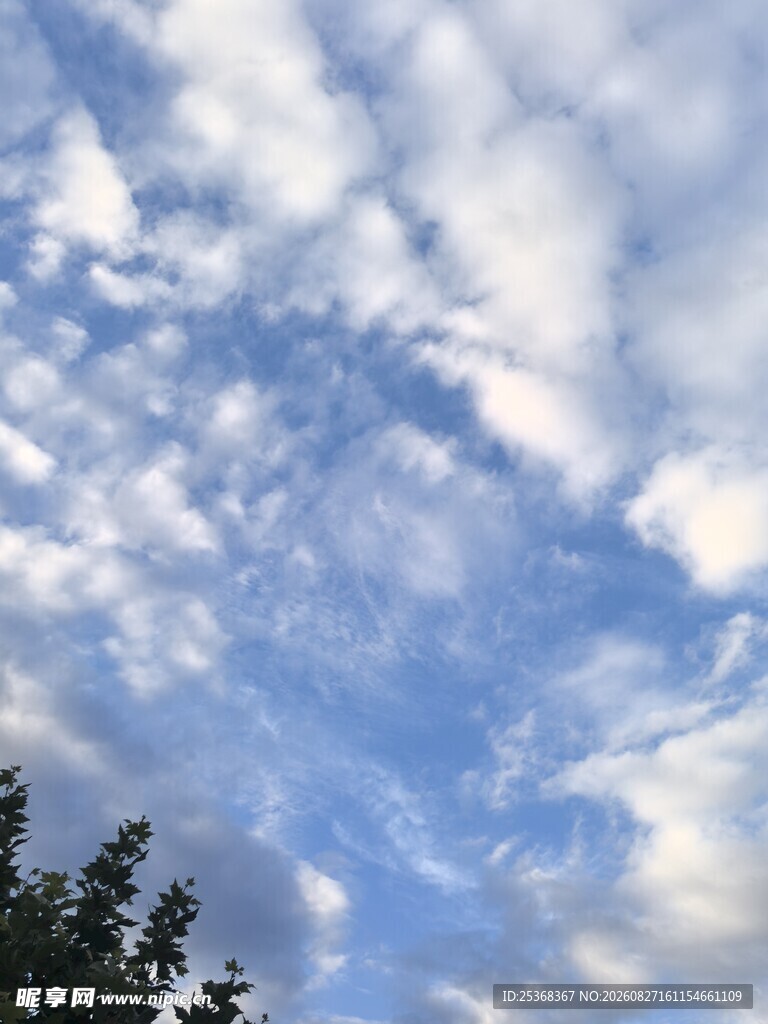 蓝天白云 树梢