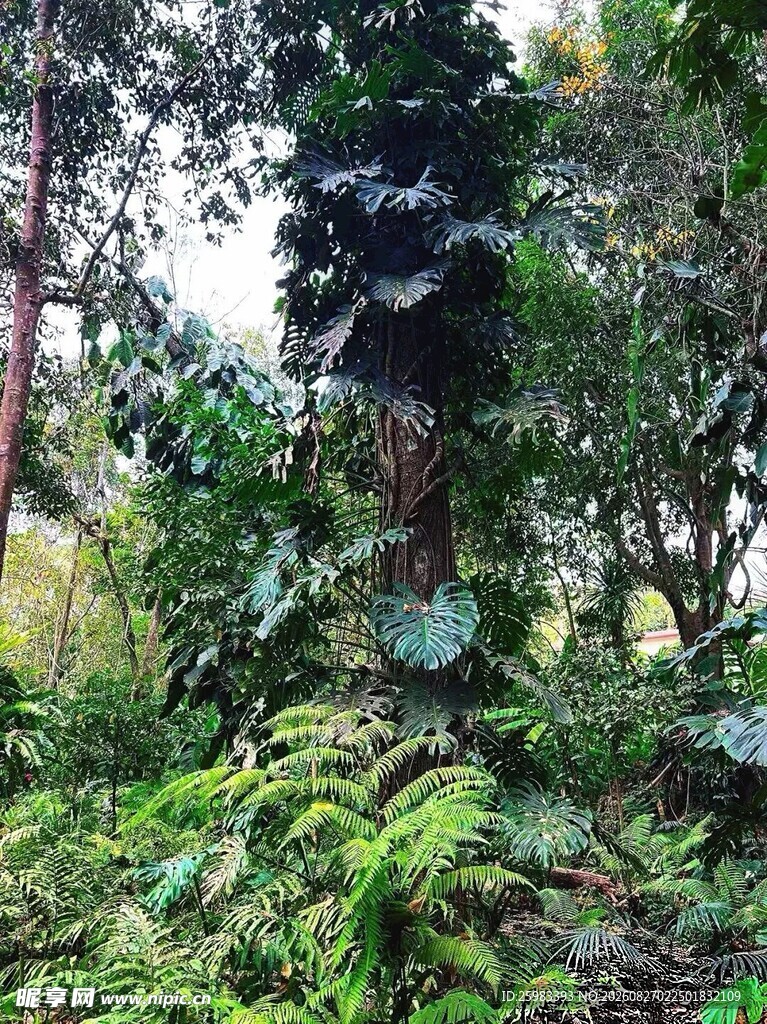 大树