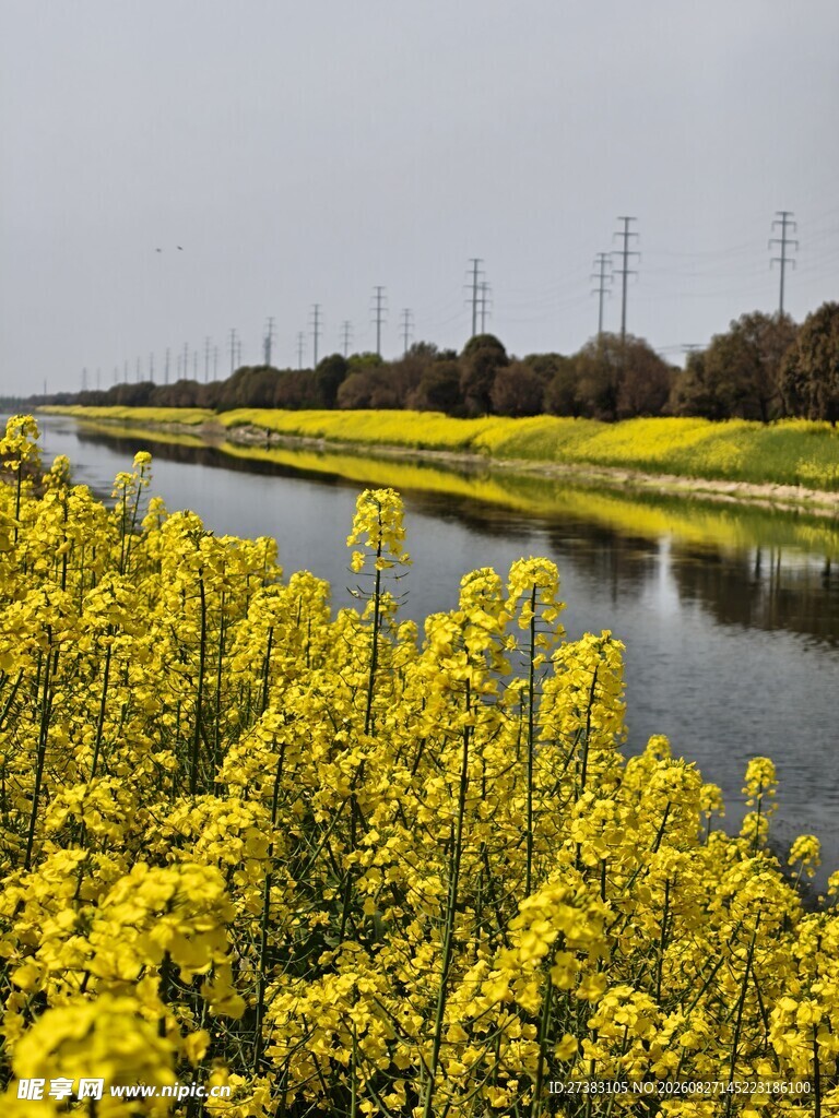 油菜花 河水