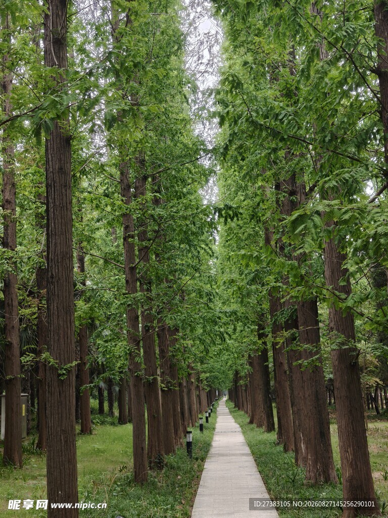 树林 林间小路