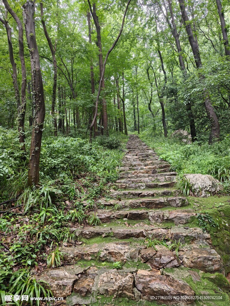 树林 山路 台阶