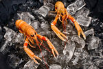 冰上双小龙虾