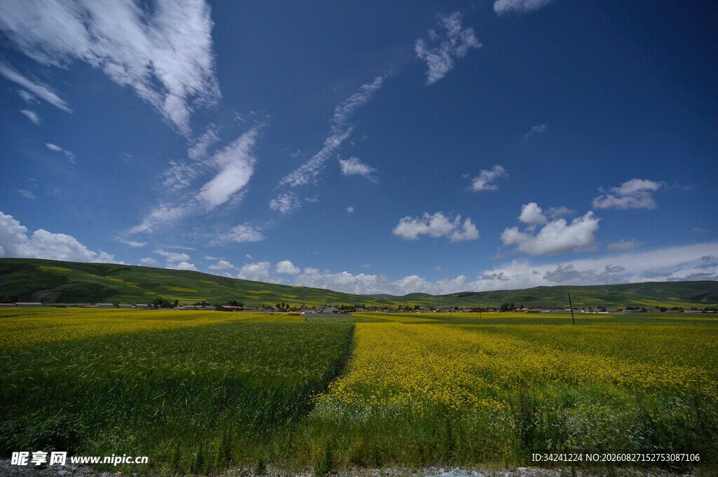 田园风光中的灿烂油菜花田