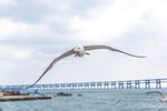 海鸥翱翔于跨海大桥之上