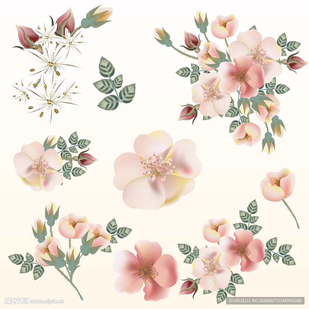粉色花卉素材