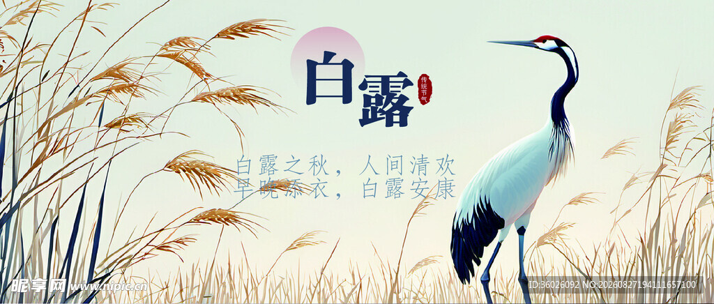 白露时节的优雅仙鹤