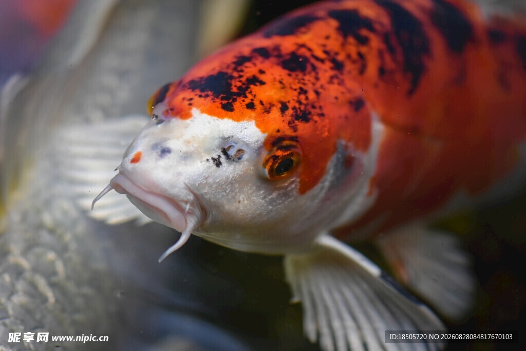 锦鲤鱼特写