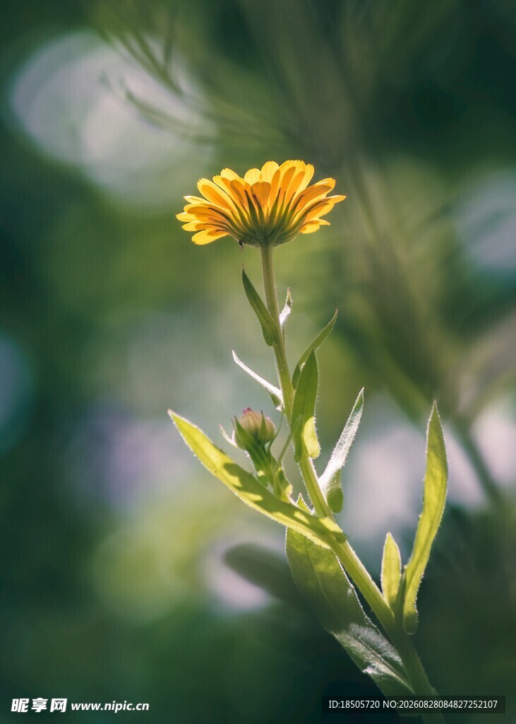 黄色小花特写