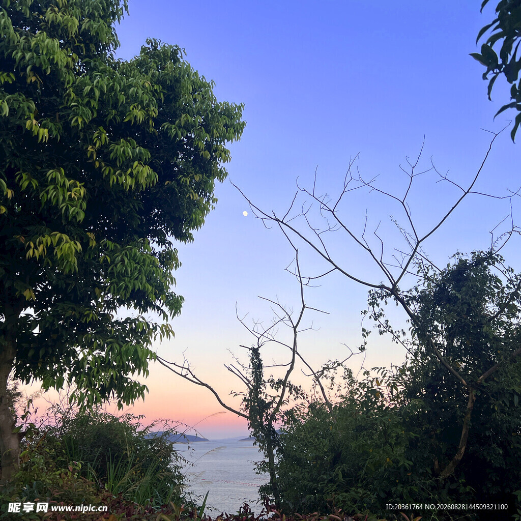黄昏时分的林间与远处海景