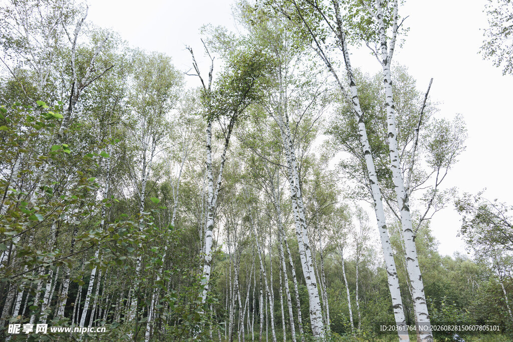 挺拔白桦林风景