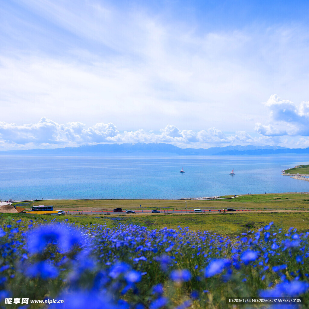 蓝花盛开的湖畔美景