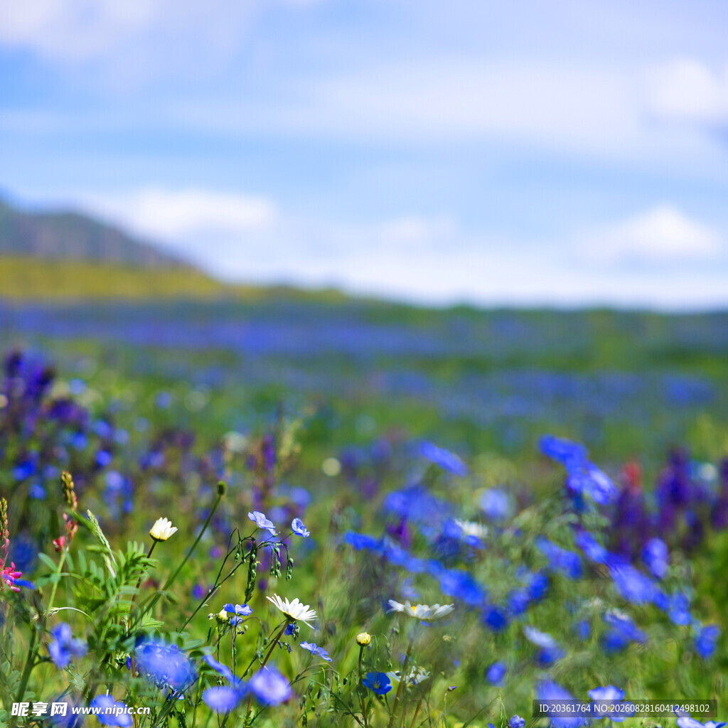蓝紫色花海美景